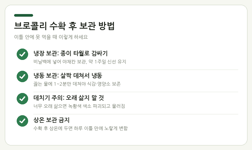 브로콜리 수확 후 보관 방법