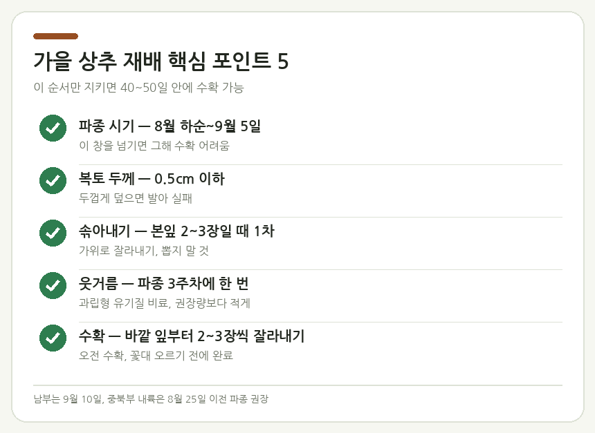 가을 상추 재배 핵심 포인트 5