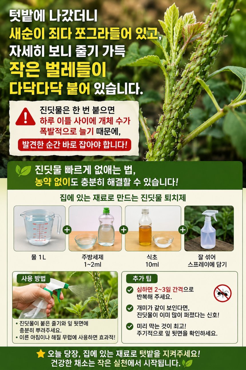 진딧물 빠르게 없애는 법, 농약 없이 해결하는 5단계