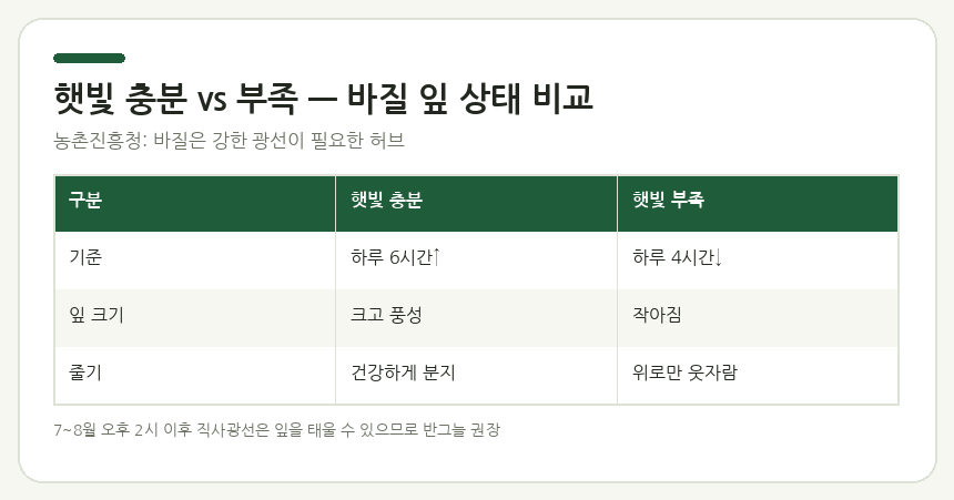 햇빛 충분 vs 부족 — 바질 잎 상태 비교