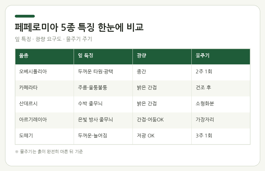 페페로미아 5종 특징 한눈에 비교