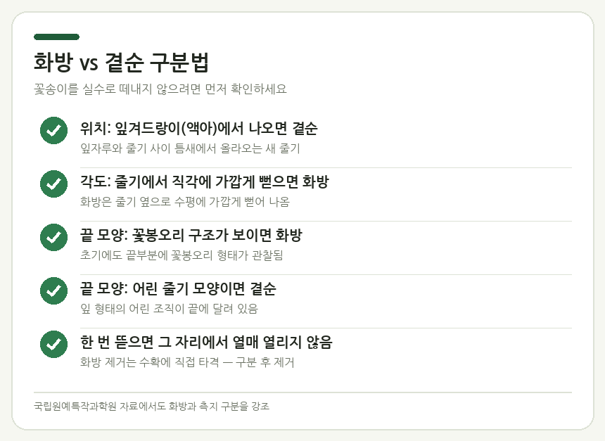 화방 vs 곁순 구분법