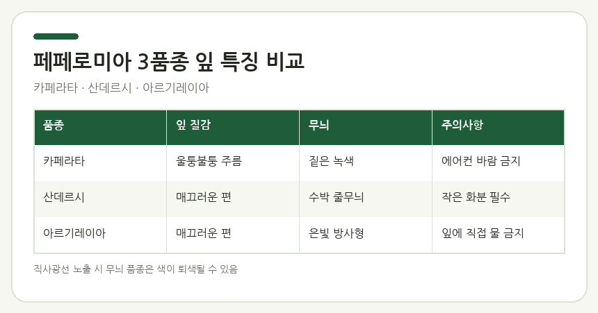 페페로미아 종류별 특징과 초보 키우기 가이드 카페라타·산데르시·아르기레이아 세 품종의 잎 무늬와 질감 차이를 보여주는 클로즈업, 식물 정보 라벨 포함 안내 이미지