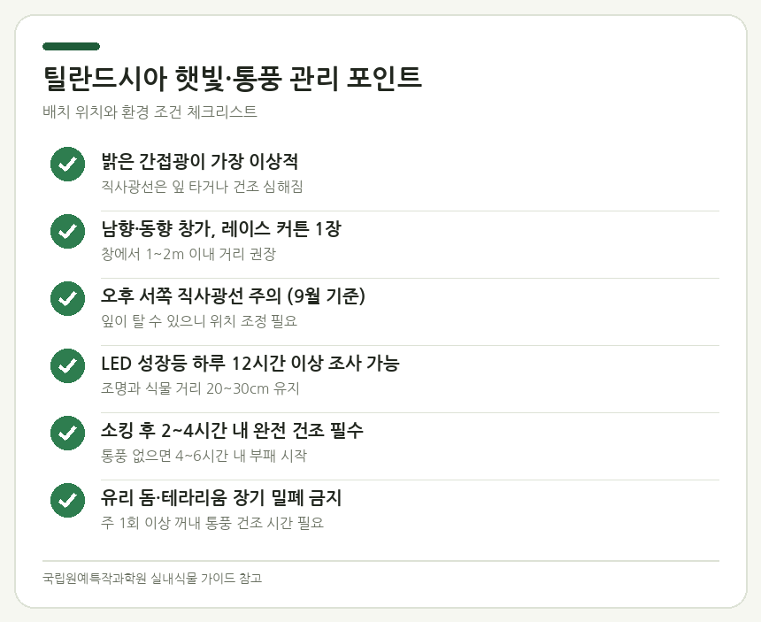 틸란드시아 햇빛·통풍 관리 포인트