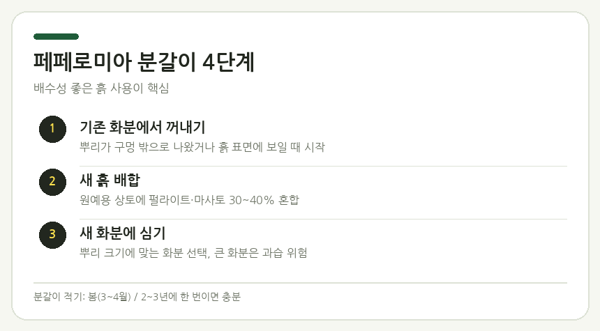 페페로미아 분갈이 4단계