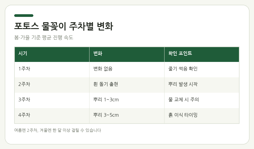 포토스 물꽂이 주차별 변화
