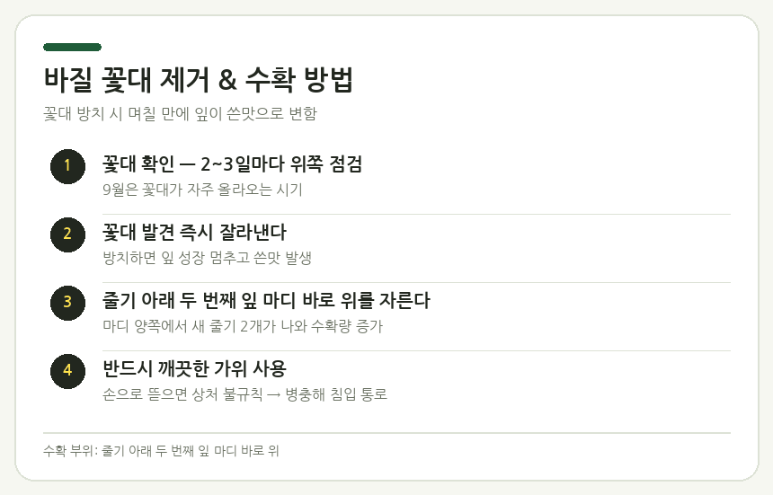바질 꽃대 제거 & 수확 방법