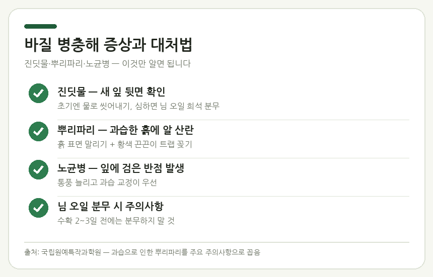 바질 병충해 증상과 대처법