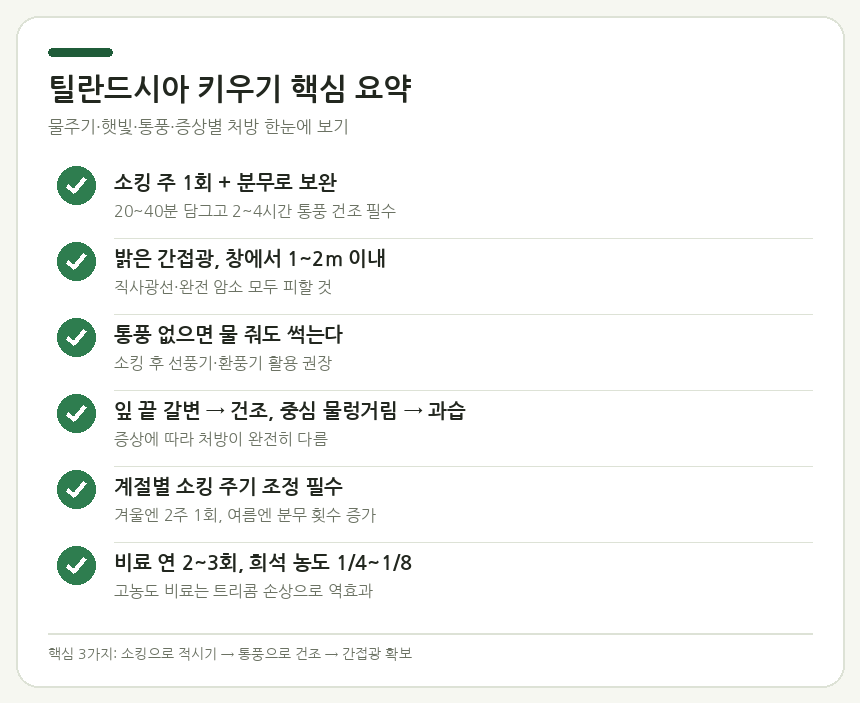 틸란드시아 키우기 핵심 요약