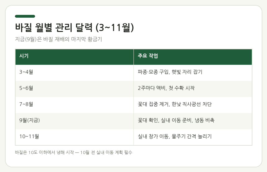 바질 월별 관리 달력 (3~11월)